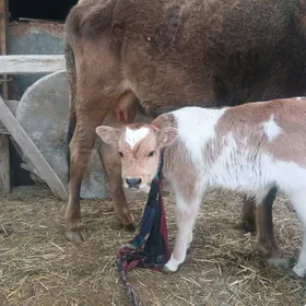 Göleli tüwe, 1-nji garyn