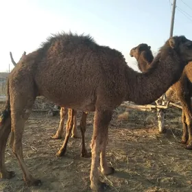 ogşuk 2ýaşap geçen