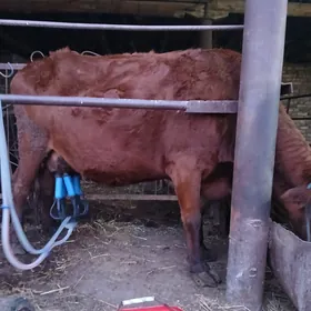 красны степной саглык инак