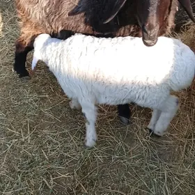 goyunlar guzuly goc  koyun