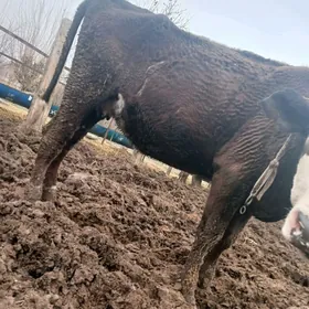 швет унажын