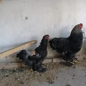 брама товук