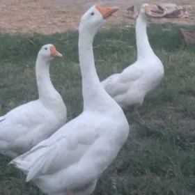 Газ юмуртга