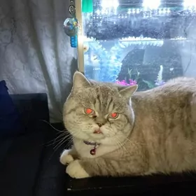 Британский кот на