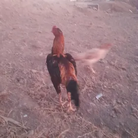 𝙾𝚣𝚋𝚎𝚔 𝚊𝚛𝚊𝚜𝚊