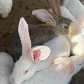 Towsan Кролики