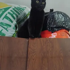 Пропал котёнок