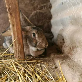 Товшан фланжыр