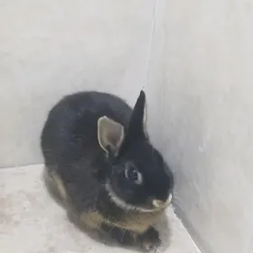 КАРЛИКОВЫЙ КРОЛИК РЕКС ДОМАШНИ