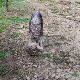 A  GUZLI GOYUN YAȘAJIK