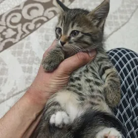 в добрые руки