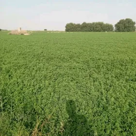 Buzmeyin 40 Yylyk 5 gektar er