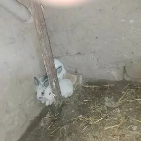 ARASSA WELİKAN BEÇLERİ SATLYK