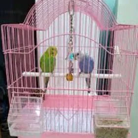 popugay gus kletka gus