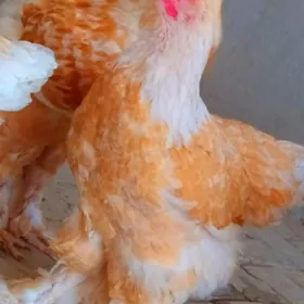 brama limon  yumurtgasy bar