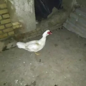 erkek ördek indautga gou basya