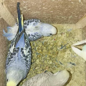 попугай popugay