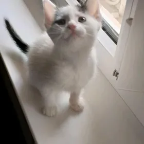 шотландский