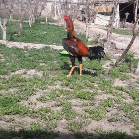 Taşkent samarkant horaz