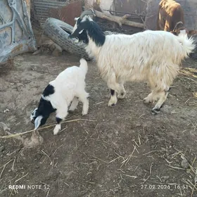 овлаклы гечи