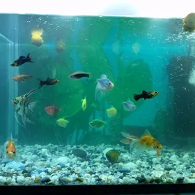 Balyk akwaryum