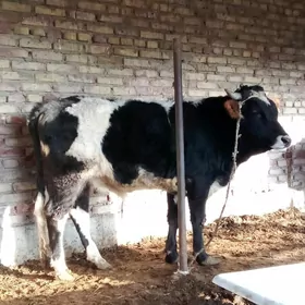 Gibrit Öküzler 2 Sanak