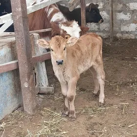 голели сыгыр