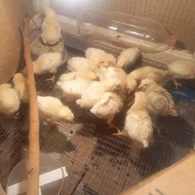 Adler towugyñ jùÿjeleri, жуйже