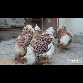 wiandot beloe zoloto