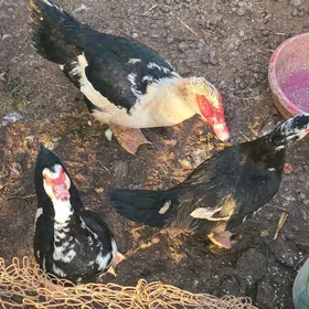 indautka (sessiz ördek)