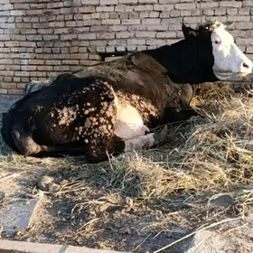 йетик богаз