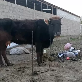 goleli sygyr yenede bogaz