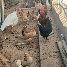 товук - хораз