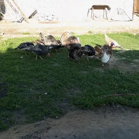 сатлык самиз еркак индуклар