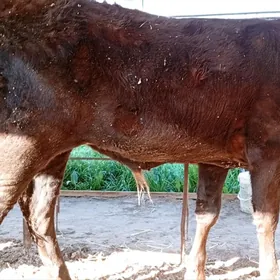 Yola dusen okuzlerden