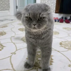 Кошка шотландская вислоухая