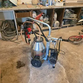 sygyr  sagylyan enjam