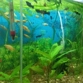 Аквариум