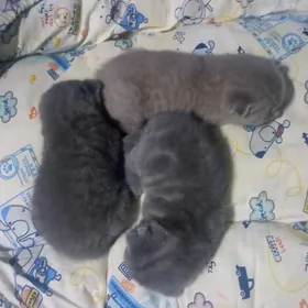 Котята вислоухие шотландские