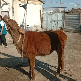 унажын хожек