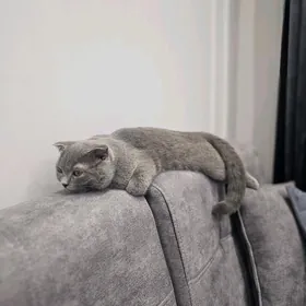 кот шотланец для вязки