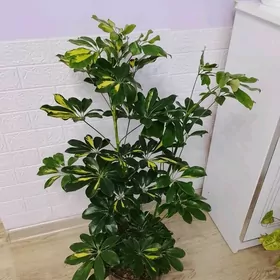 ШЕФЛЕРА  ГОЛД