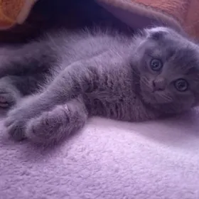 котёнок вислоухий