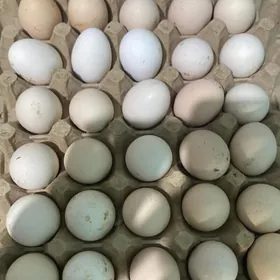 balgar towuk yumurtgasy