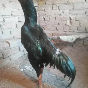 ЧОРНЫ ПОНТЕРА