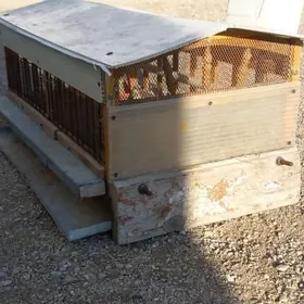 bedene jüýje ketek