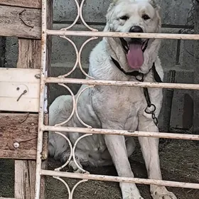 Ganjyk satlyk gyssagly