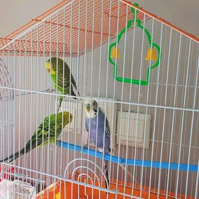 попугай чики