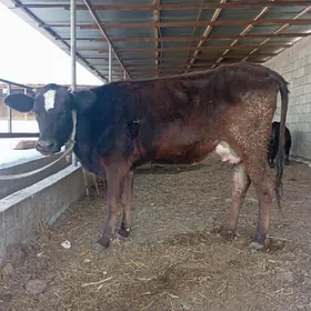 Сигир голели