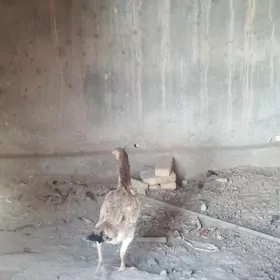 байсы товук